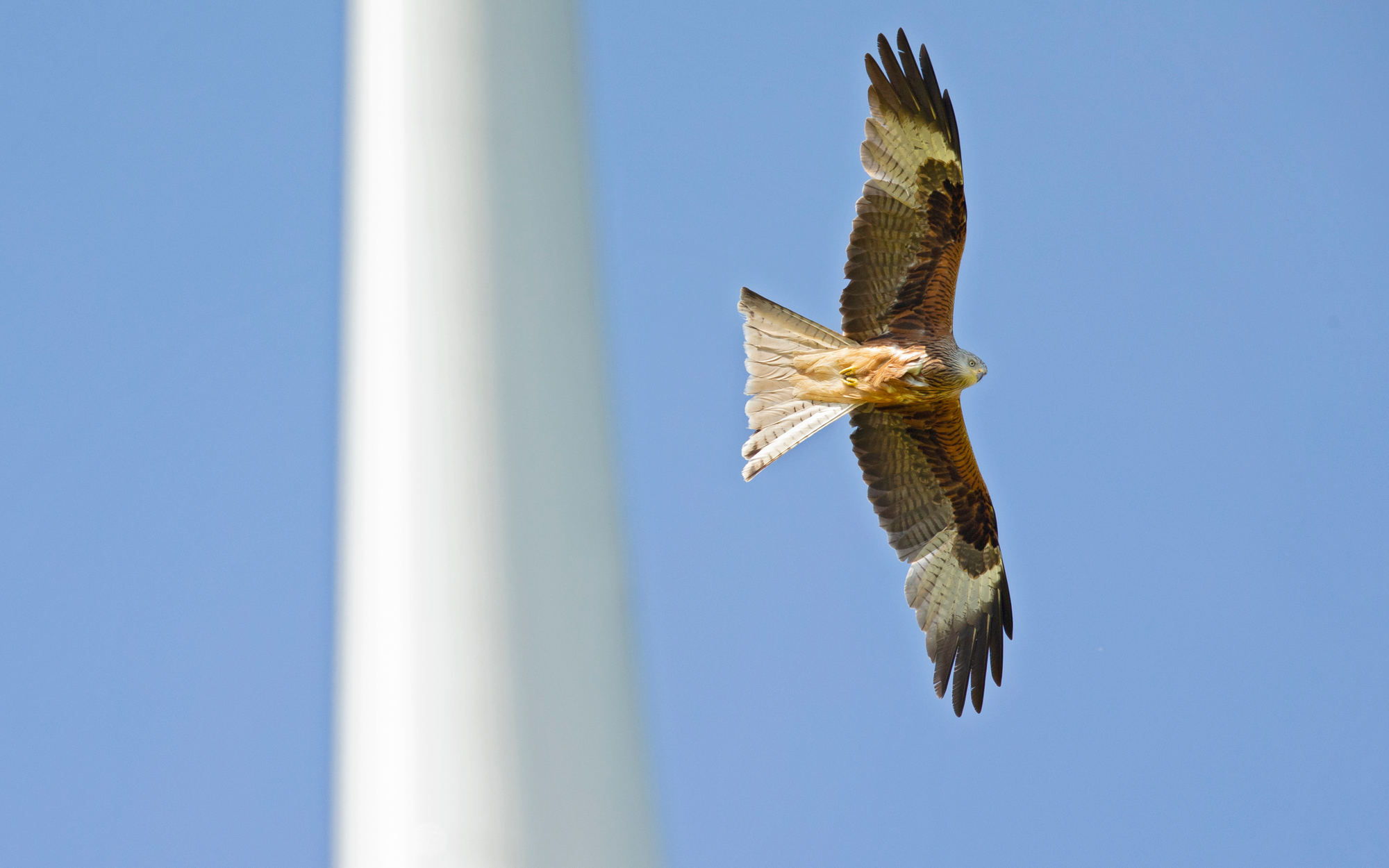 Ein Rotmilan im Vordergrund und im Hintergrund eine Windkraftanlage